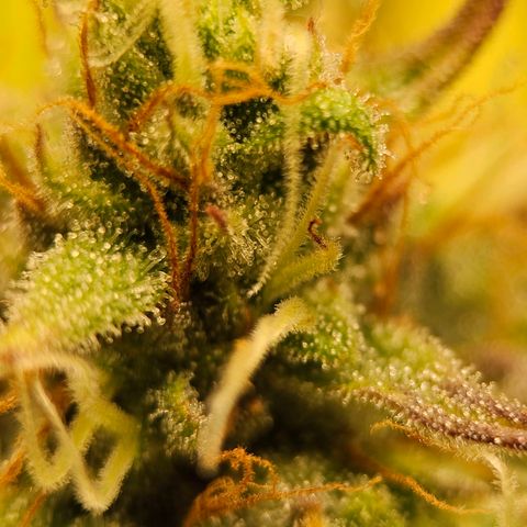 Royal Critical Automatic growlog timeline photo