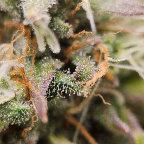 Royal Critical Automatic growlog timeline photo