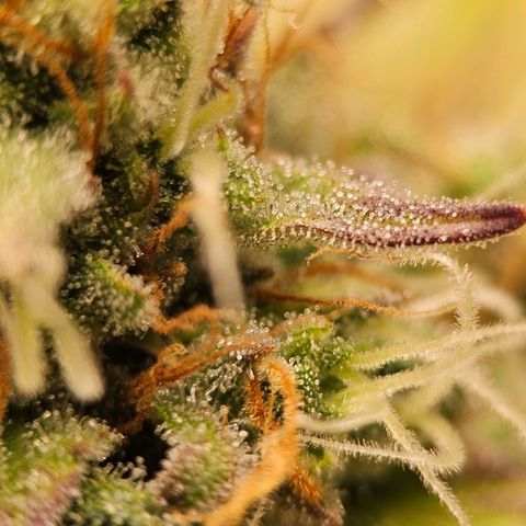 Royal Critical Automatic growlog timeline photo