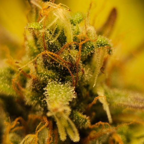 Royal Critical Automatic growlog timeline photo