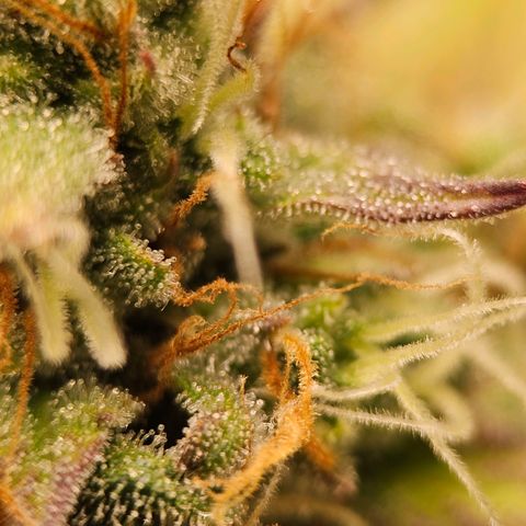 Royal Critical Automatic growlog timeline photo