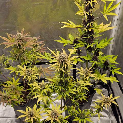 Purplematic CBD Automatic growlog photo: hinten rechts