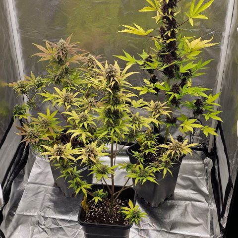 Purplematic CBD Automatic growlog photo: hinten rechts