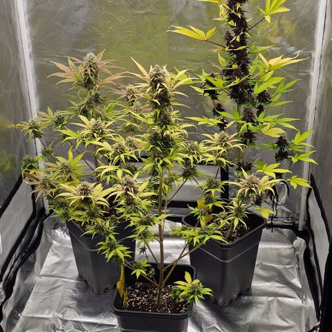 Purplematic CBD Automatic growlog photo: hinten rechts