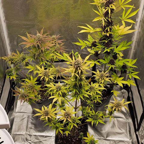 Triple G Automatic growlog photo: hinten links