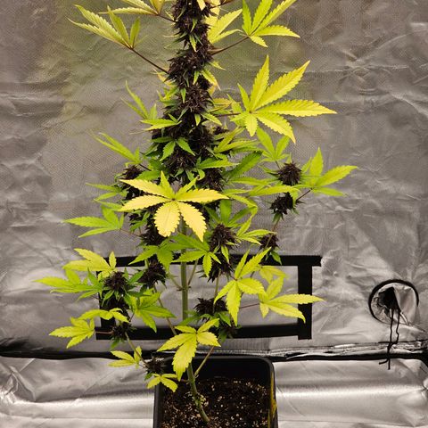 Purplematic CBD Automatic growlog timeline photo