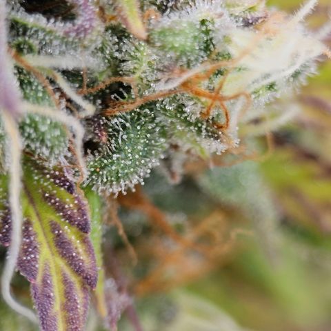 Royal Critical Automatic growlog timeline photo