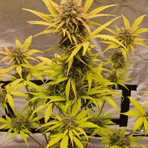 Royal Critical Automatic growlog timeline photo