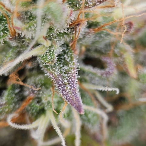 Royal Critical Automatic growlog timeline photo