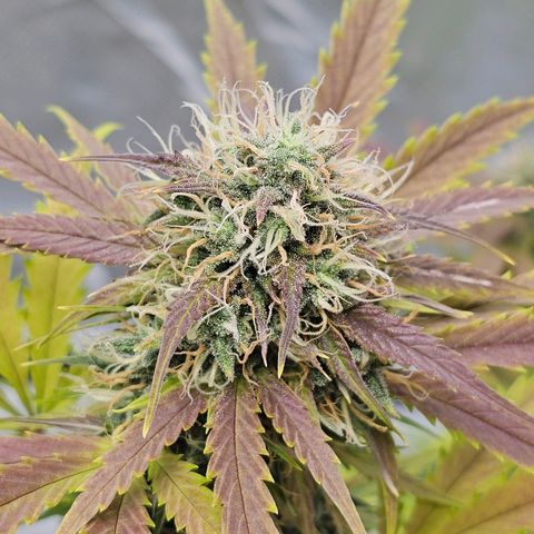Triple G Automatic growlog timeline photo