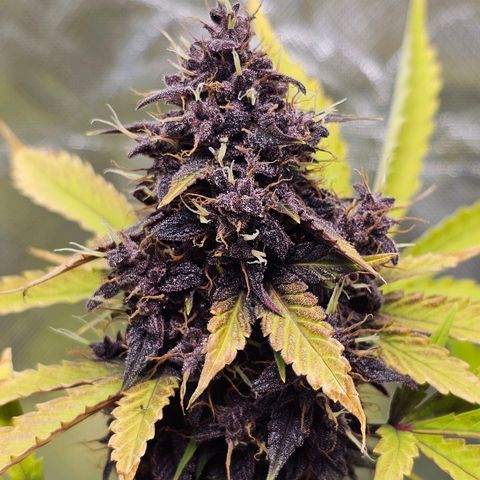 Purplematic CBD Automatic growlog timeline photo