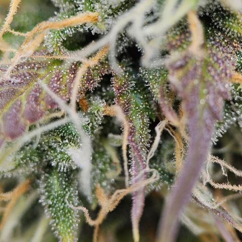 Triple G Automatic growlog timeline photo