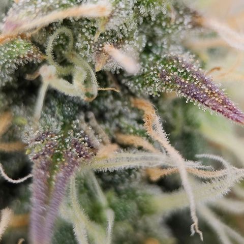 Triple G Automatic growlog timeline photo