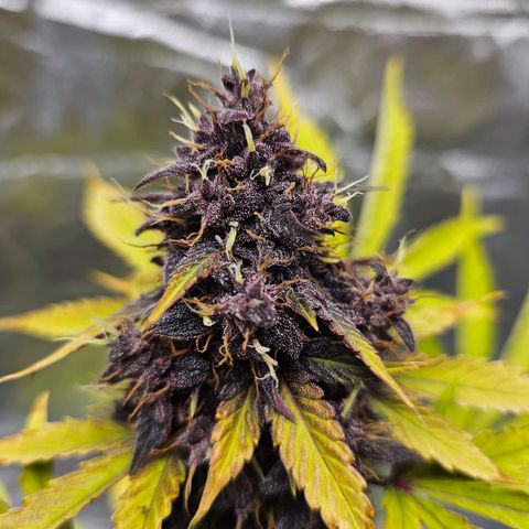 Purplematic CBD Automatic growlog timeline photo