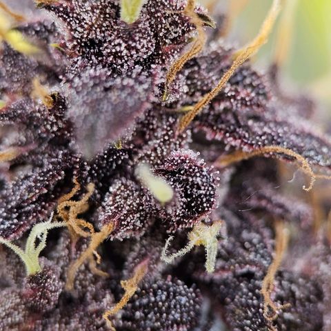 Purplematic CBD Automatic growlog timeline photo