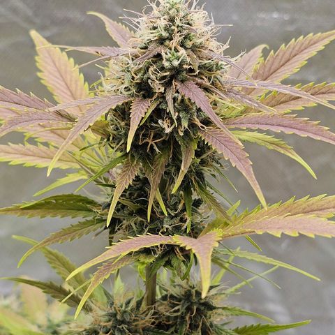 Triple G Automatic growlog timeline photo