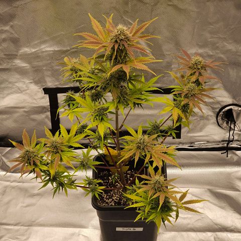 Triple G Automatic growlog timeline photo