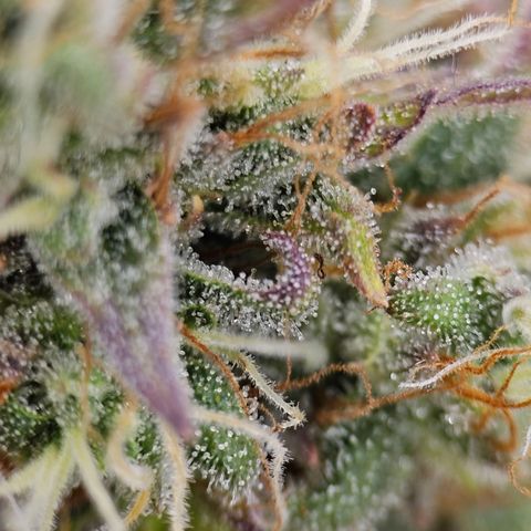 Royal Critical Automatic growlog timeline photo