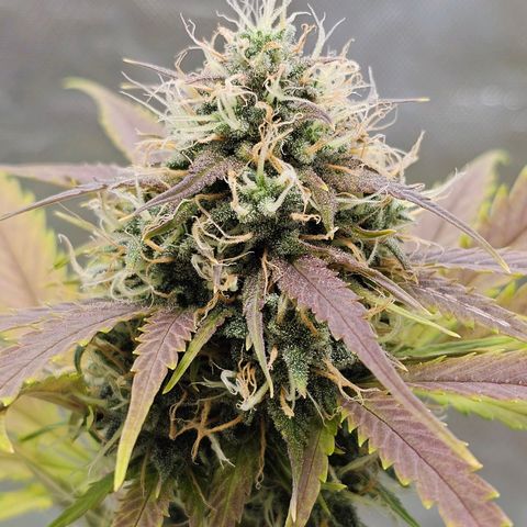 Triple G Automatic growlog timeline photo