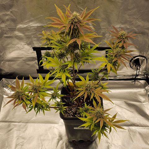Triple G Automatic growlog timeline photo