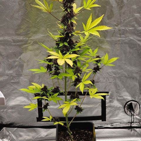 Purplematic CBD Automatic growlog timeline photo