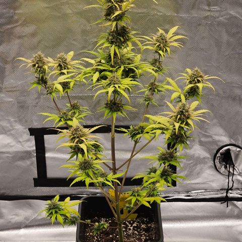 Royal Critical Automatic growlog timeline photo