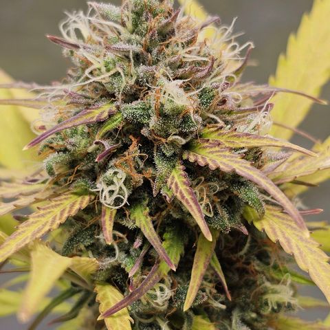 Royal Critical Automatic growlog timeline photo