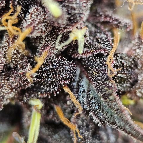 Purplematic CBD Automatic growlog timeline photo