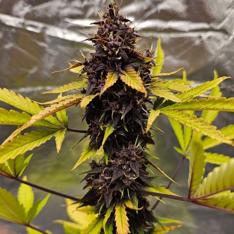 Purplematic CBD Automatic growlog timeline photo