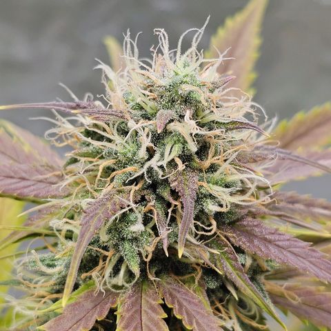 Triple G Automatic growlog timeline photo