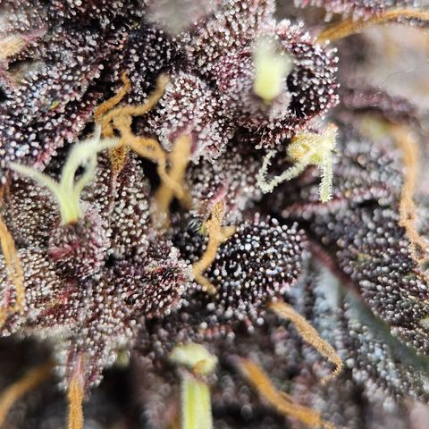 Purplematic CBD Automatic growlog timeline photo