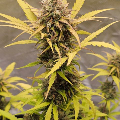 Royal Critical Automatic growlog timeline photo