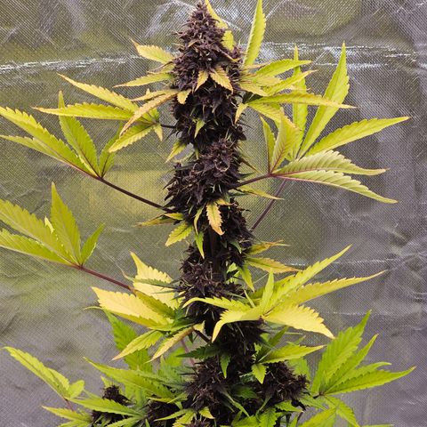 Purplematic CBD Automatic growlog timeline photo
