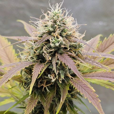 Triple G Automatic growlog timeline photo