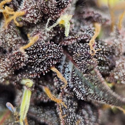 Purplematic CBD Automatic growlog timeline photo