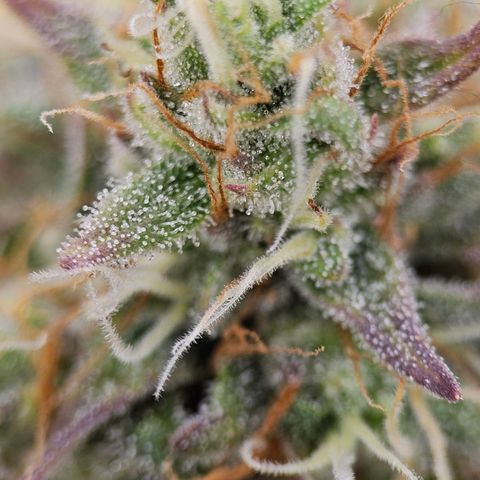 Royal Critical Automatic growlog timeline photo