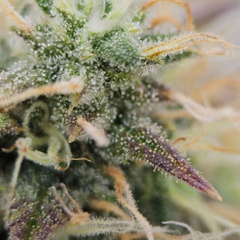 Triple G Automatic growlog timeline photo
