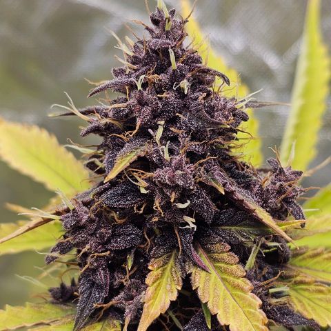 Purplematic CBD Automatic growlog timeline photo