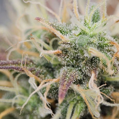 Triple G Automatic growlog timeline photo