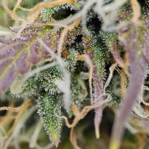 Triple G Automatic growlog timeline photo