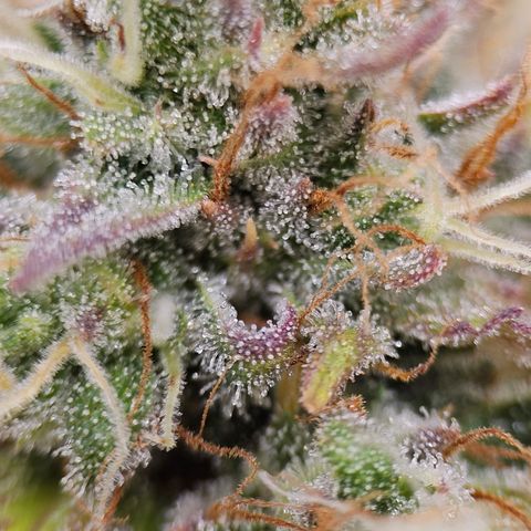 Royal Critical Automatic growlog timeline photo