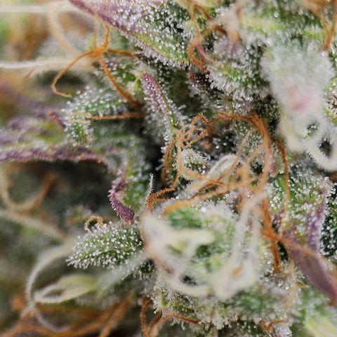 Royal Critical Automatic growlog timeline photo