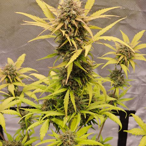 Royal Critical Automatic growlog timeline photo