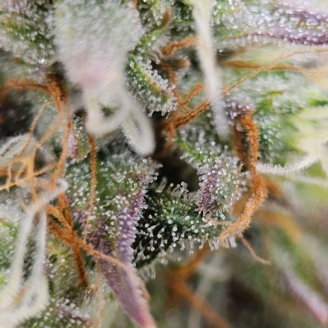 Royal Critical Automatic growlog timeline photo