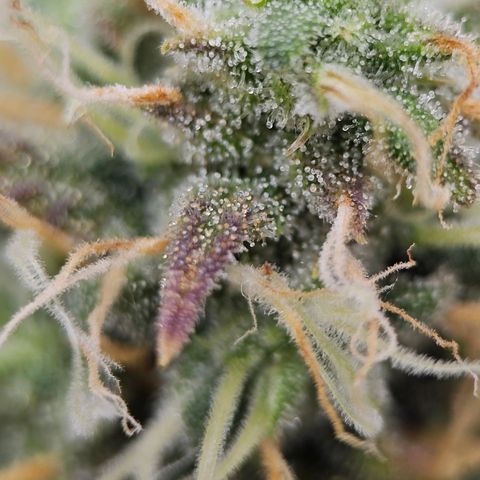 Triple G Automatic growlog timeline photo