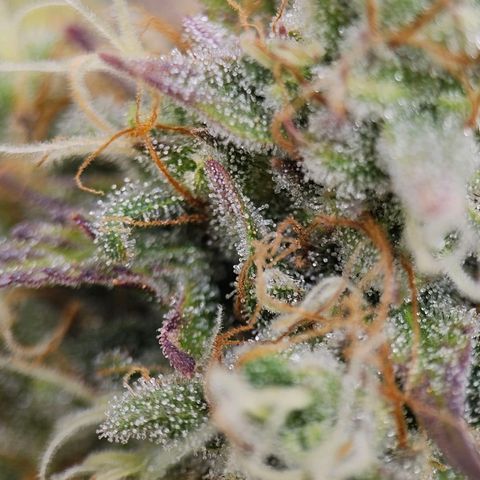 Royal Critical Automatic growlog timeline photo