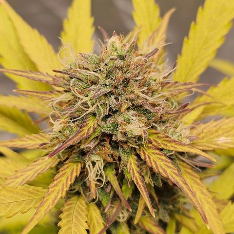Royal Critical Automatic growlog timeline photo