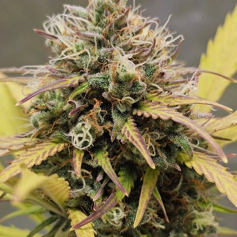 Royal Critical Automatic growlog timeline photo