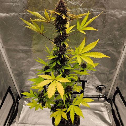 Purplematic CBD Automatic growlog timeline photo