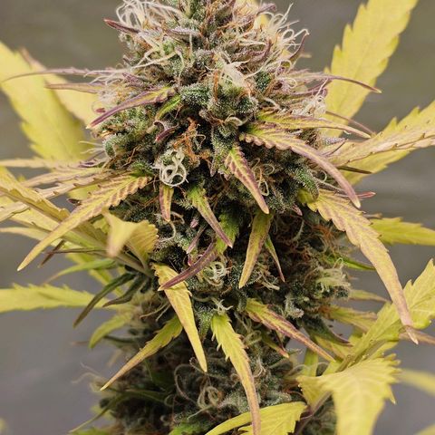 Royal Critical Automatic growlog timeline photo
